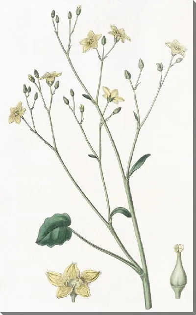 Картина Вилларсия почечнолистная (1815-1819)