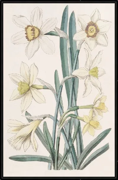 Картина Гибридный нарцисс (1815-1819)