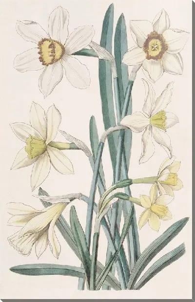 Картина Гибридный нарцисс (1815-1819)