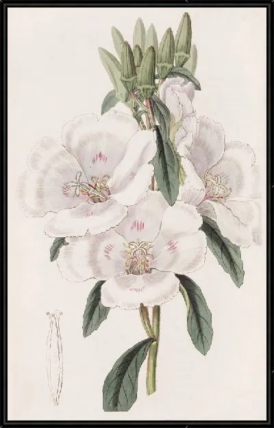 Картина Годеция крупноцветковая (1815-1819)