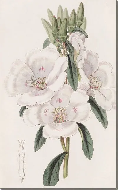 Картина Годеция крупноцветковая (1815-1819)