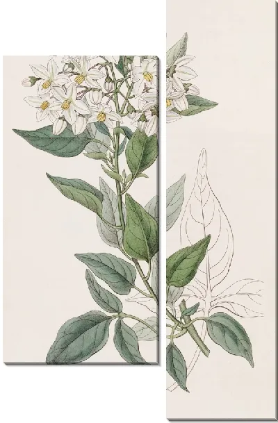 Картина Горько-сладкий с жасмином (1815-1819)