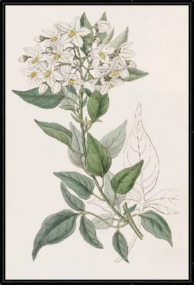 Картина Горько-сладкий с жасмином (1815-1819)