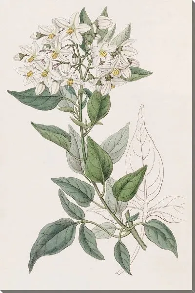 Картина Горько-сладкий с жасмином (1815-1819)