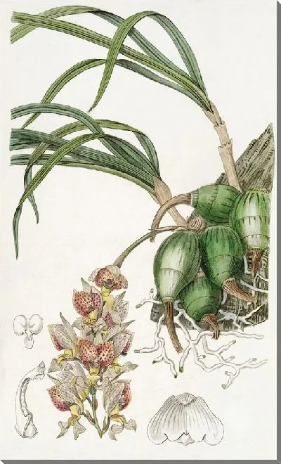 Картина Гробя леди Амхерст (1815–1819)