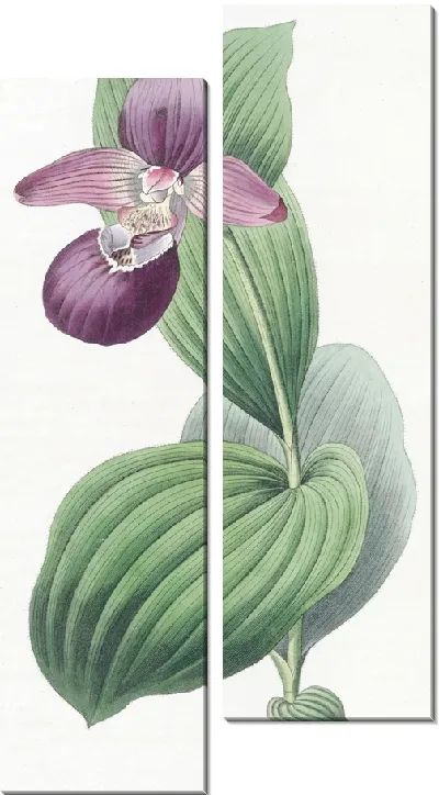 Картина Дамская туфелька с большим цветком (1815-1819 гг.)