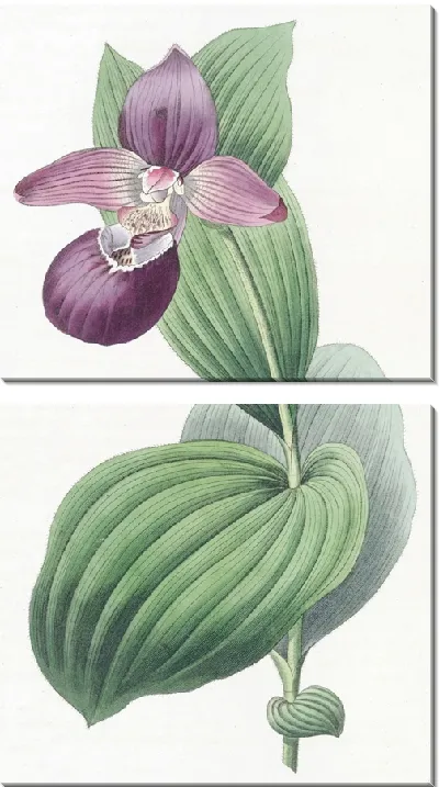 Картина Дамская туфелька с большим цветком (1815-1819 гг.)