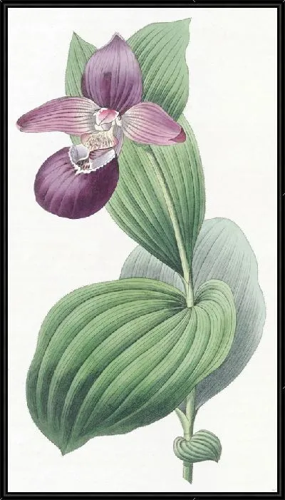 Картина Дамская туфелька с большим цветком (1815-1819 гг.)