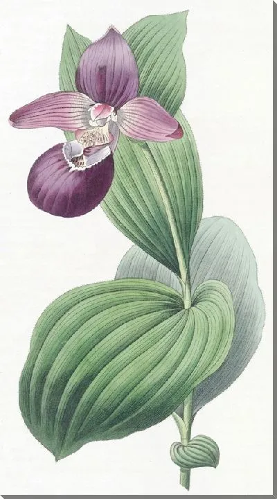 Картина Дамская туфелька с большим цветком (1815-1819 гг.)