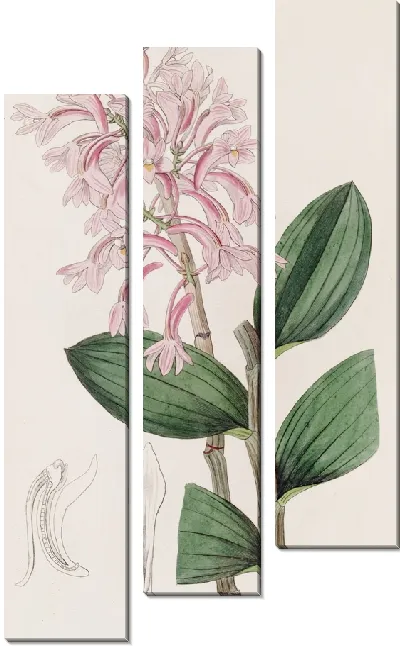 Картина Дендроб Куля (1815-1819)