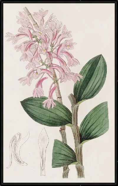 Картина Дендроб Куля (1815-1819)