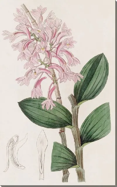 Картина Дендроб Куля (1815-1819)