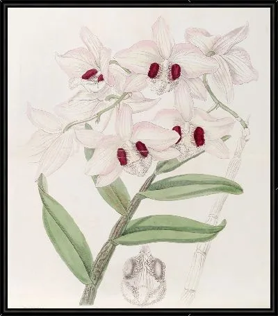 Картина Дендробиум леди Далхаузи (1815-1819)