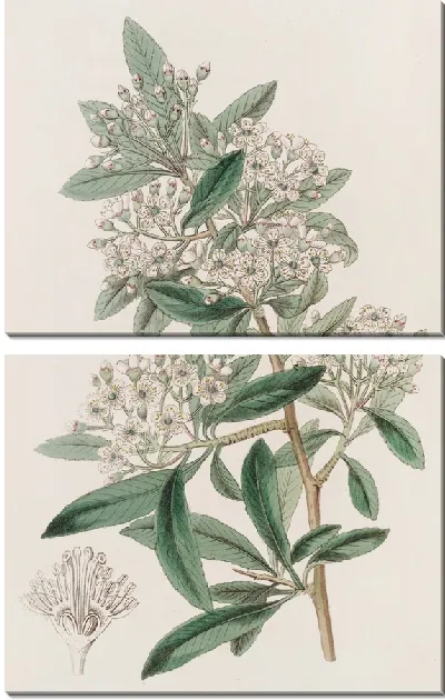 Картина Индийская Пираканта (1815-1819)