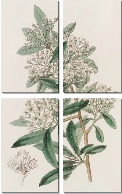 Картина Индийская Пираканта (1815-1819)