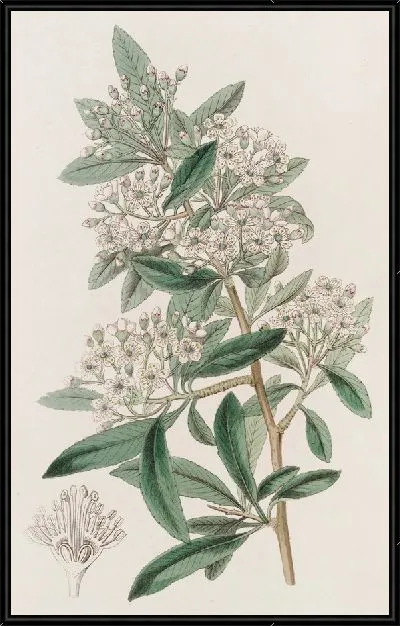 Картина Индийская Пираканта (1815-1819)