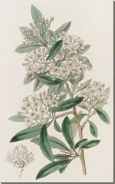 Картина Индийская Пираканта (1815-1819)
