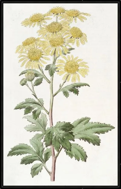 Картина Индийская хризантема (1815-1819)