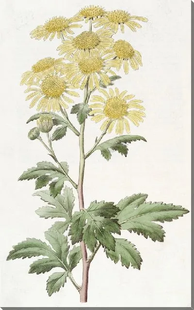 Картина Индийская хризантема (1815-1819)