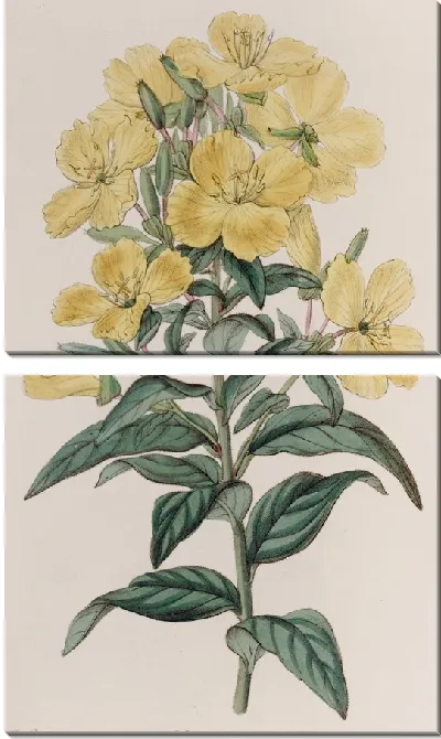 Картина Индийская энотера (1815-1819)