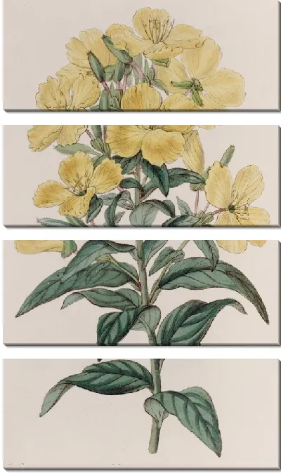 Картина Индийская энотера (1815-1819)
