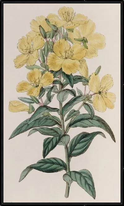 Картина Индийская энотера (1815-1819)