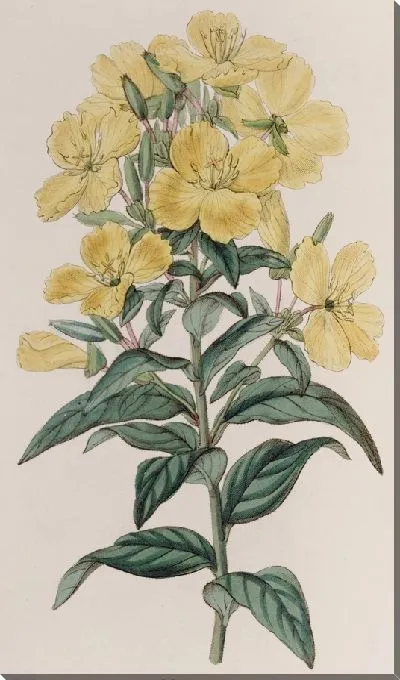 Картина Индийская энотера (1815-1819)