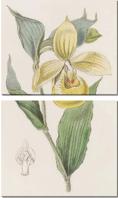 Картина Ирапская дамская туфелька или цветок пеликана (1815-1819)