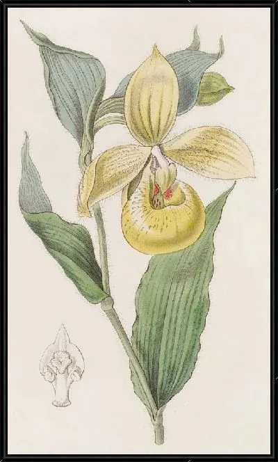 Картина Ирапская дамская туфелька или цветок пеликана (1815-1819)