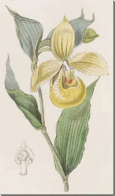 Картина Ирапская дамская туфелька или цветок пеликана (1815-1819)