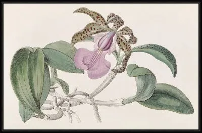 Картина Каттлея леди Акланд (1815–1819)