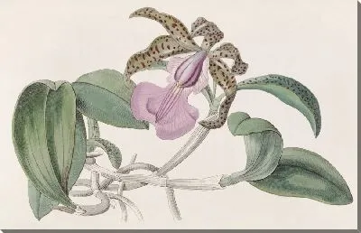 Картина Каттлея леди Акланд (1815–1819)