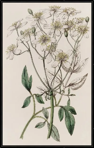 Картина Клематис крупноцветковый прямостоячий (1815-1819)