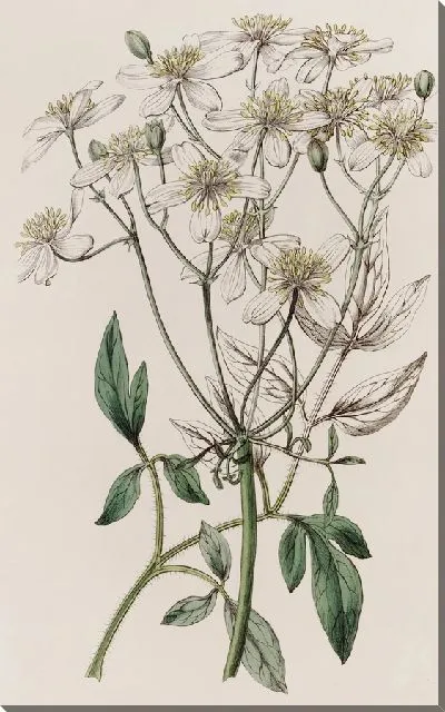 Картина Клематис крупноцветковый прямостоячий (1815-1819)