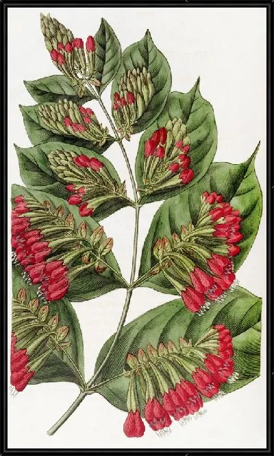 Картина Комбретум крупноцветковый (1815-1819)