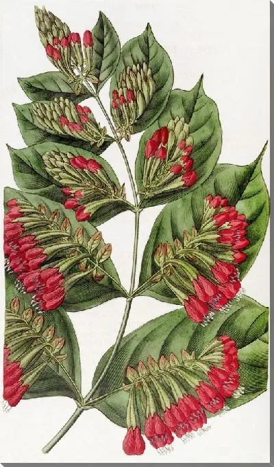 Картина Комбретум крупноцветковый (1815-1819)