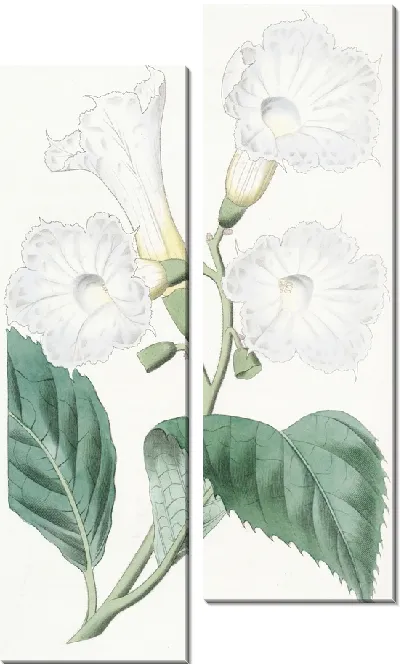 Картина Кордия крупноцветковая (1815-1819)