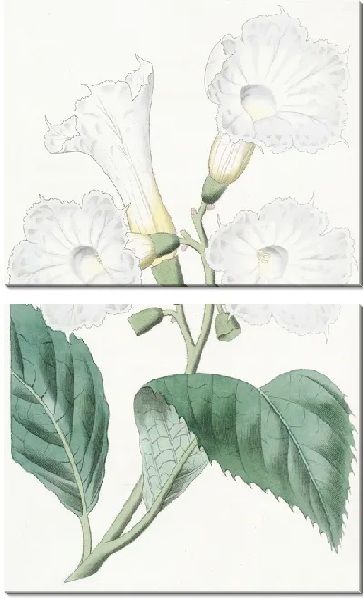 Картина Кордия крупноцветковая (1815-1819)