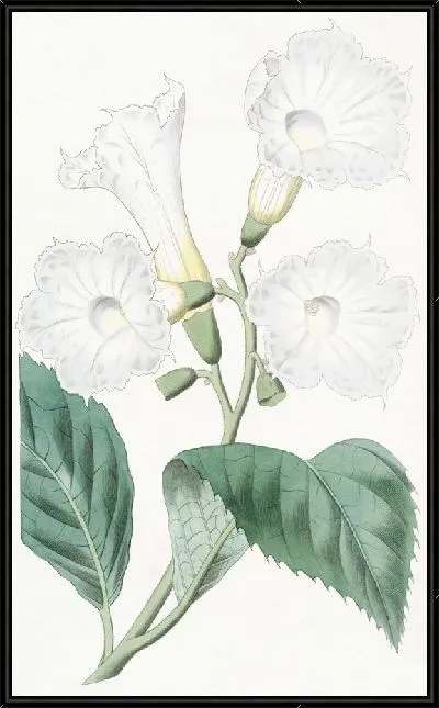 Картина Кордия крупноцветковая (1815-1819)