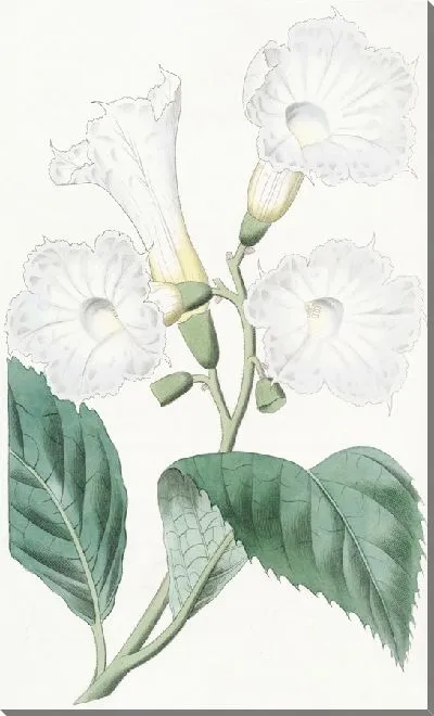 Картина Кордия крупноцветковая (1815-1819)