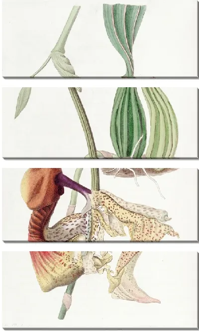 Картина Кориантес крупноцветковый (1815-1819)