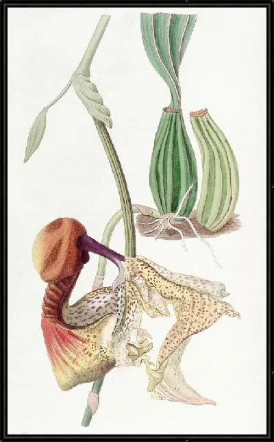 Картина Кориантес крупноцветковый (1815-1819)