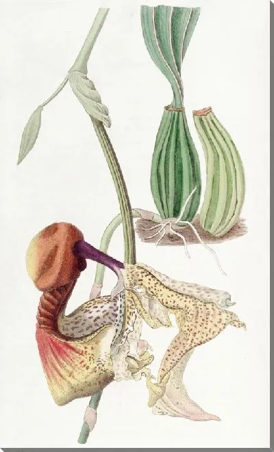 Картина Кориантес крупноцветковый (1815-1819)