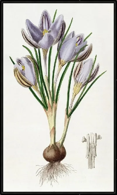 Картина Крокус Императо (1815-1819)