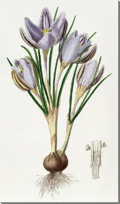 Картина Крокус Императо (1815-1819)