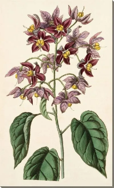 Картина Крупнопыльниковый Горько-сладкий (1815-1819)