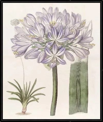 Картина Крупноцветковая африканская голубая лилия (1815-1819)