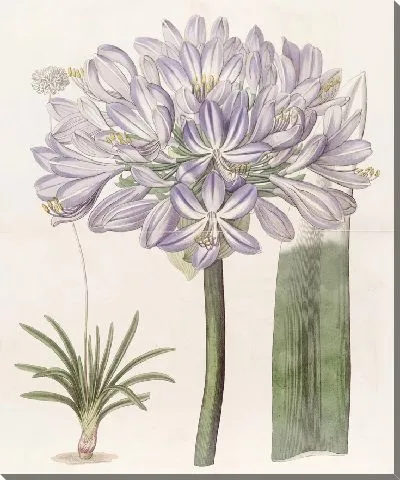 Картина Крупноцветковая африканская голубая лилия (1815-1819)