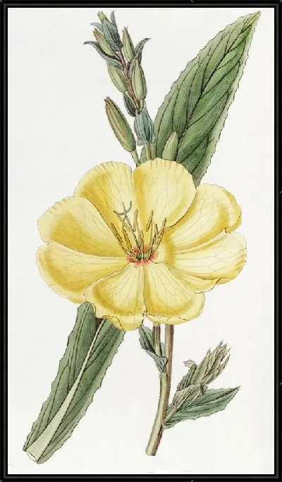 Картина Крупноцветковая двулетняя примула вечерняя (1815-1819)