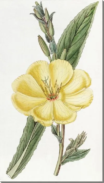 Картина Крупноцветковая двулетняя примула вечерняя (1815-1819)